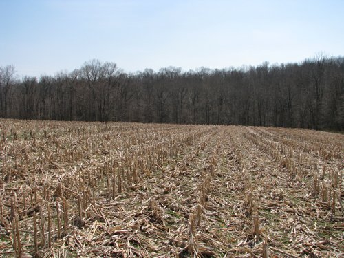 Property photo 10 - 137 Acres in 2 Tracts - 64 Tillable Acres, Potential Building Sites, Hunting